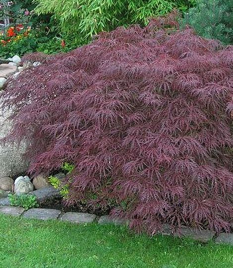 Acer dissectum 'Garnet' 50 cm kmeň
